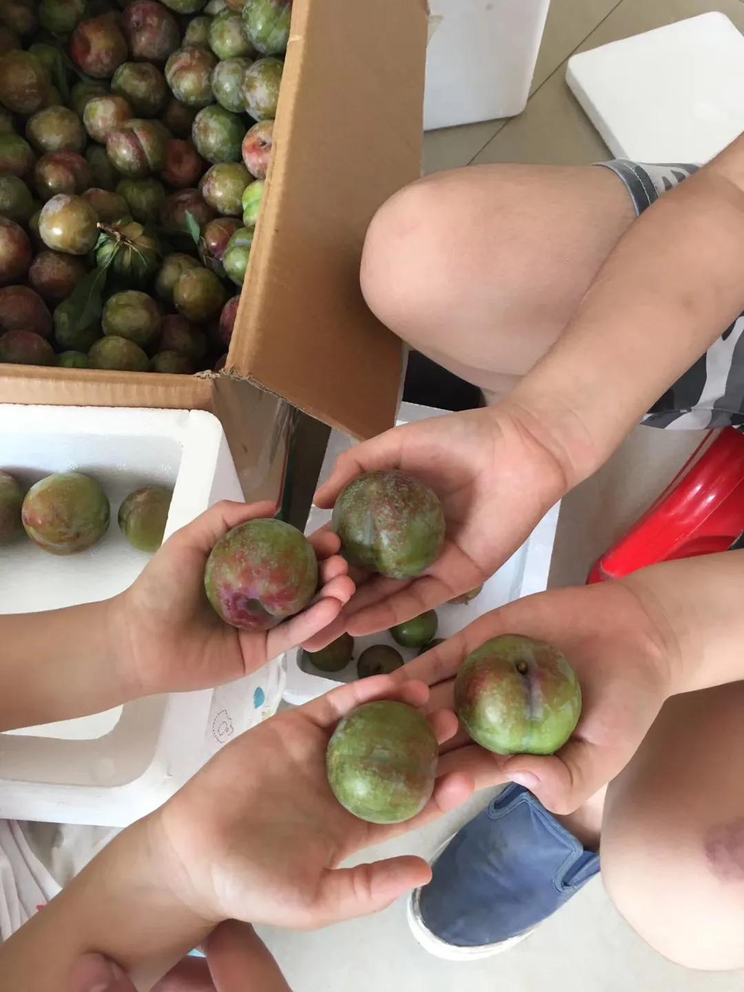 三华李南华李的区别,银妃三华李是早熟好还是迟熟好吃