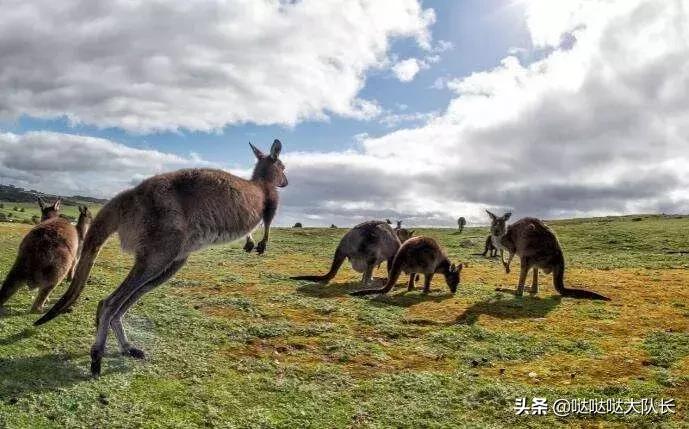 快手主播说在澳洲打工真的赚钱吗,中国人去澳洲打工一年能赚多少钱