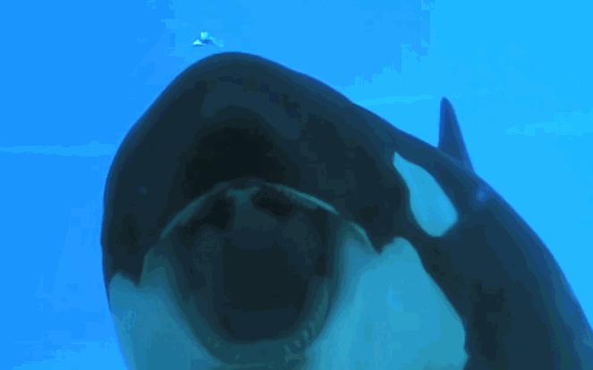 海洋馆的海洋动物表演,小孩子看的海洋动物视频