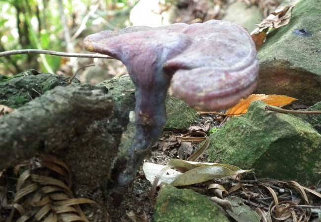 刚采的灵芝如何处理,野生灵芝怎么处理不会有毒