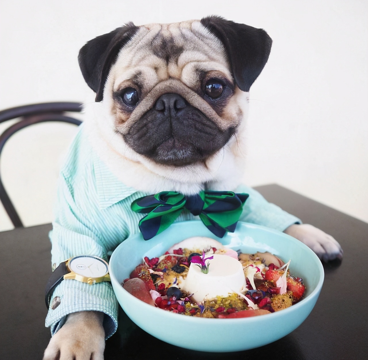 想要养狗,十大不建议穷人养的狗小鹿犬