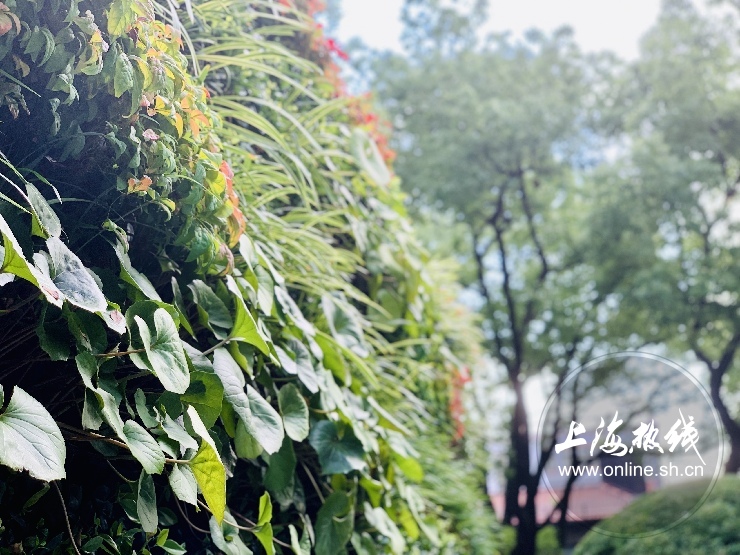 魔都100：藏在静安市中心最袖珍的公园重温老上海的儿时记忆