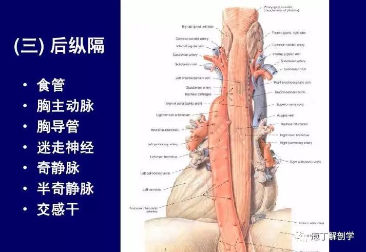 纵隔人体解剖学,纵隔解剖x线表现