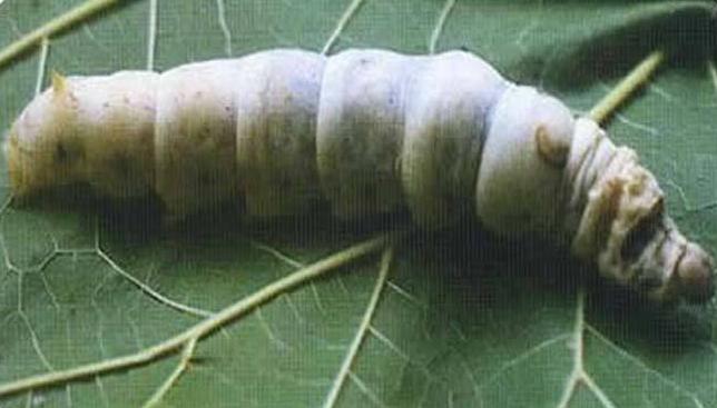 蚕脓病毒怎么彻底消灭,怎样防治脓蚕