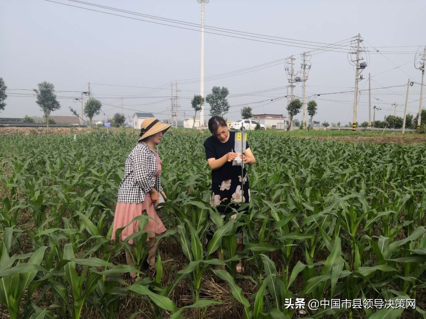 小康路上阔步行——响水县南河镇加快推进现代农业发展工作纪实