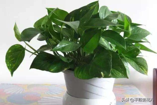 “3种花”冻伤不要扔，教你这样做，快速恢复生机，很有观赏性