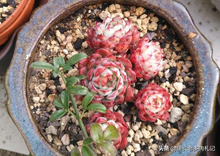 多肉姬莲系列哪个品种最好看,姬莲系的多肉有哪些品种