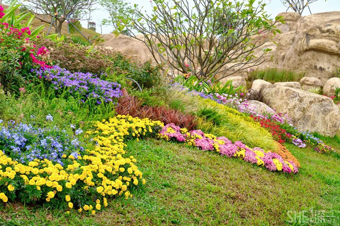 龙华新公园在哪里,深圳龙华区免费的公园