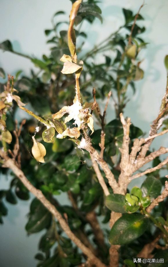 黄杨黄叶是什么病,黄杨枯黄有白色病用什么药