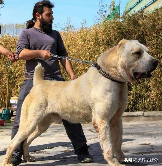 轻松完爆狼族的4种猛犬,能打败狼的四种猛犬