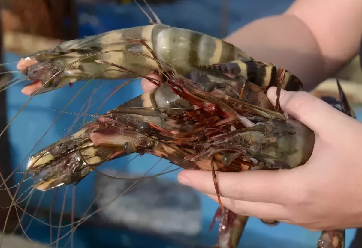 湄公河大虾现在情况怎么样,湄公河大虾成灾却没人敢吃