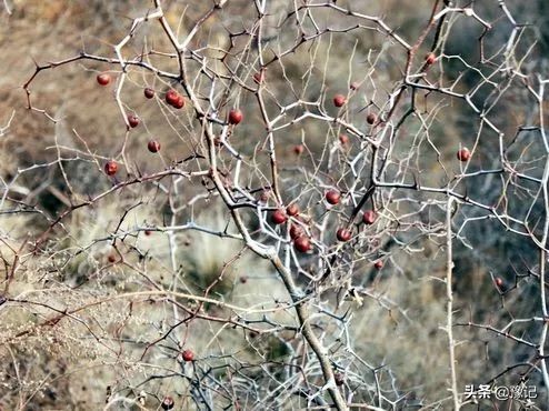 植物大战僵尸守护神器,植物大战僵尸里防盗贼的植物
