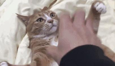推荐养橘猫的6大原因,自从养了猫才知道它是那么粘人