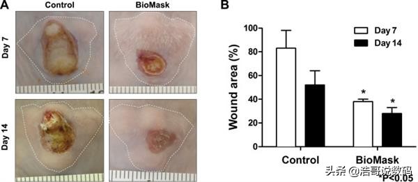 生物3d打印如何实现的,生物3d打印用什么材料