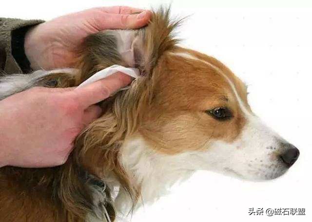 刚给狗狗洗澡就脏了,在家给狗狗洗澡到底是好还是坏