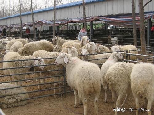 未来在农村最赚钱的四个项目,农村发展什么项目最挣钱