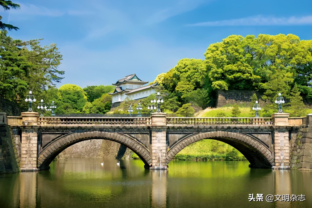 菊花王朝盛衰记,菊花王朝故事