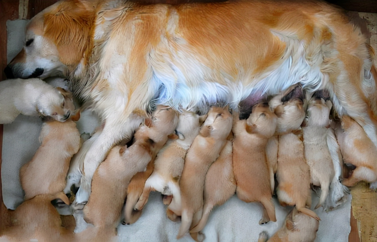 为什么母狗会把狗崽子送出去,为什么母狗会把小狗叼出窝