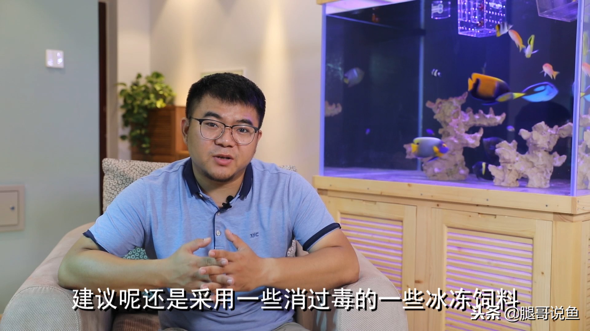 饲养斑马狗头鱼关注什么,斑马狗头鱼饲养方法小视频