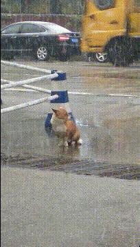 奶奶给狗洗澡搞笑,狗子洗澡搞笑视频