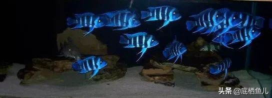 三湖慈鲷萨伊蓝六间灯光,三湖慈鲷萨伊六间