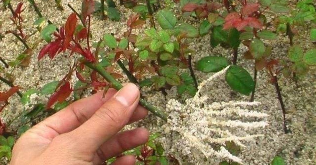 花中皇后月季花视频,小玫瑰月季怎么养护和管理