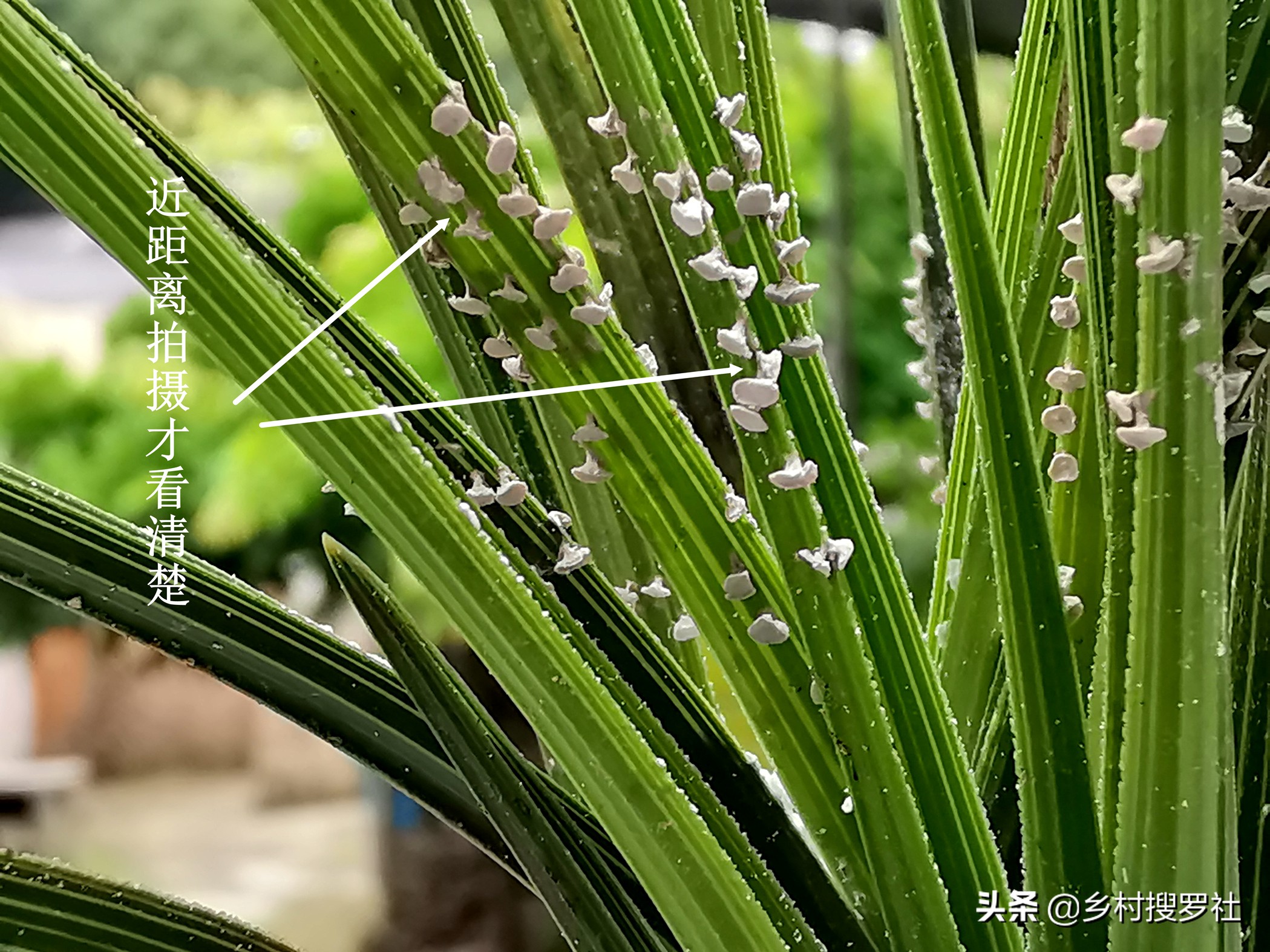兰花叶片上的黑点是什么虫,兰花叶片有虫斑叶片会变黄吗