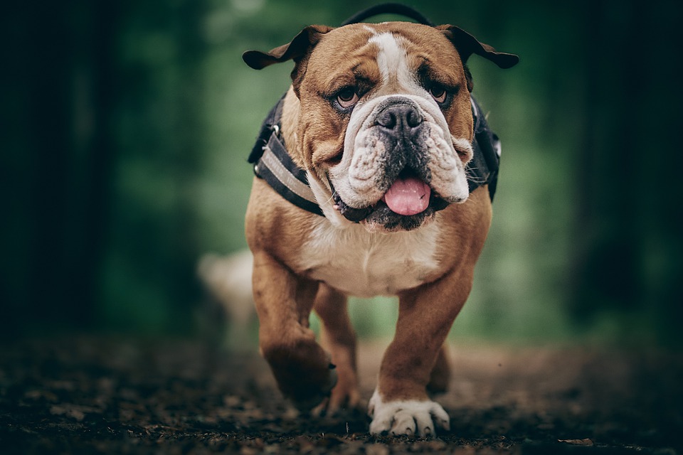now狗粮小型犬,now狗粮适合柯基幼犬吗