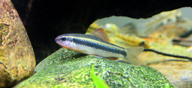 想养鱼要用加热棒吗,想养鱼又没有鱼缸