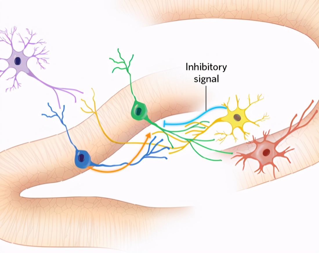 成人大脑神经元视频,人体大脑神经元有多少