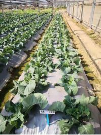 菜花大王孙燕燕——一事业发展靠诚信扶贫路上有担当