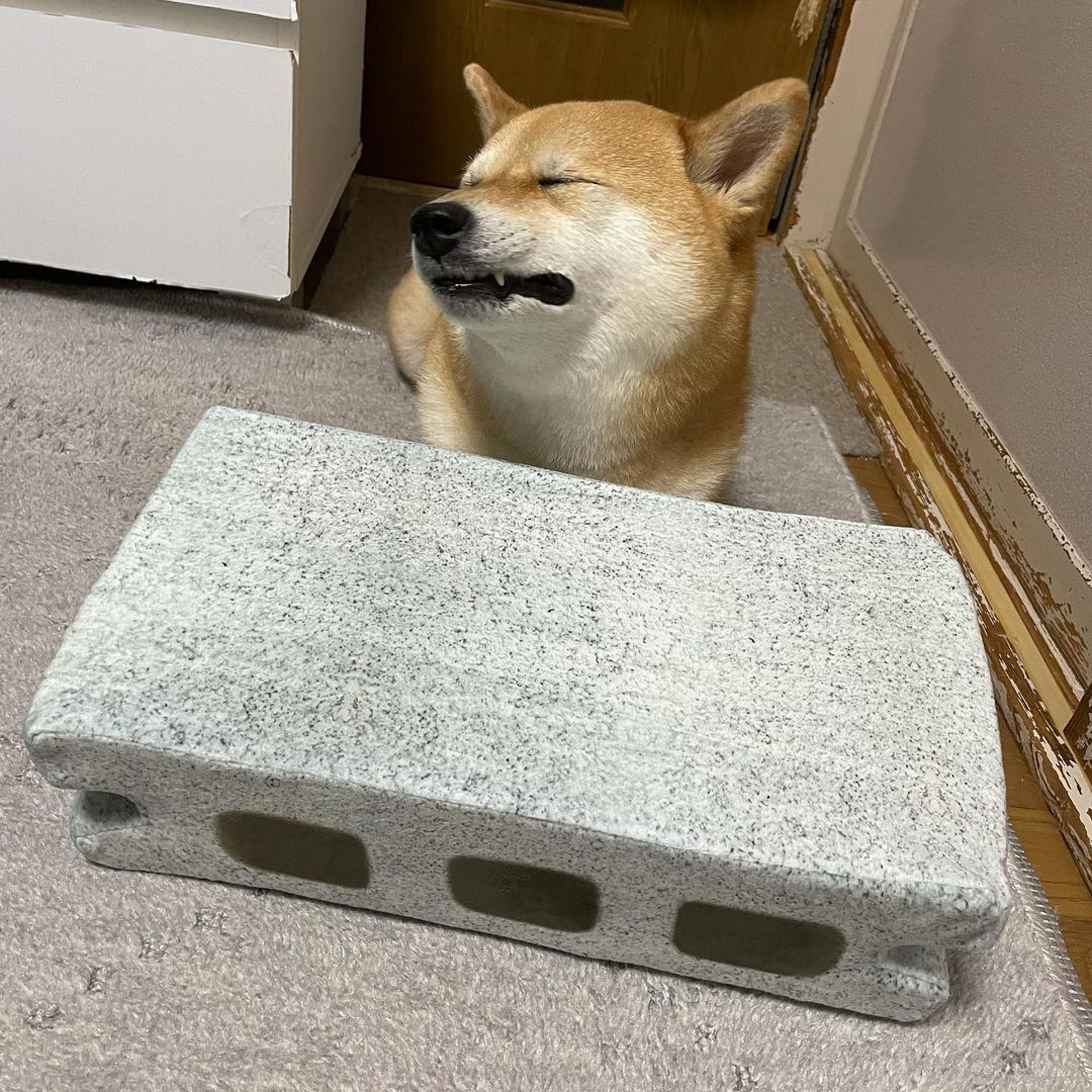 被砖头压住了！影帝柴犬超入戏25个连自己也骗倒的瞬间