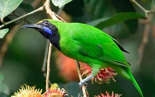 东江揽胜,惠州淡水常见鸟类图谱