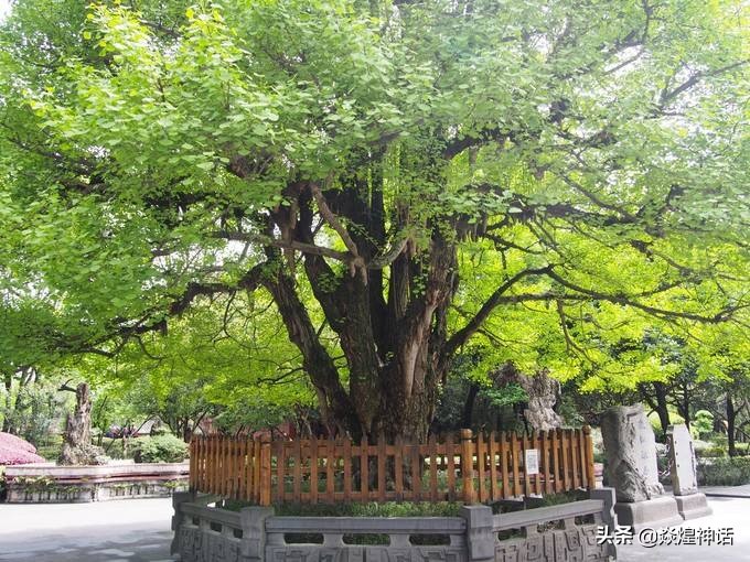 五庄观为什么带人参果,为什么五庄观的人参果少了4个