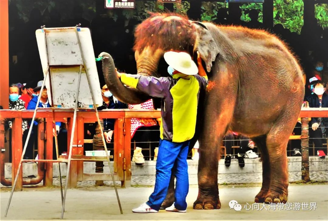 彩云之南版纳行,版纳之旅看大象