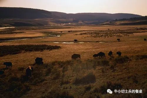 印第安人狩猎美洲野牛,美洲野牛印第安人