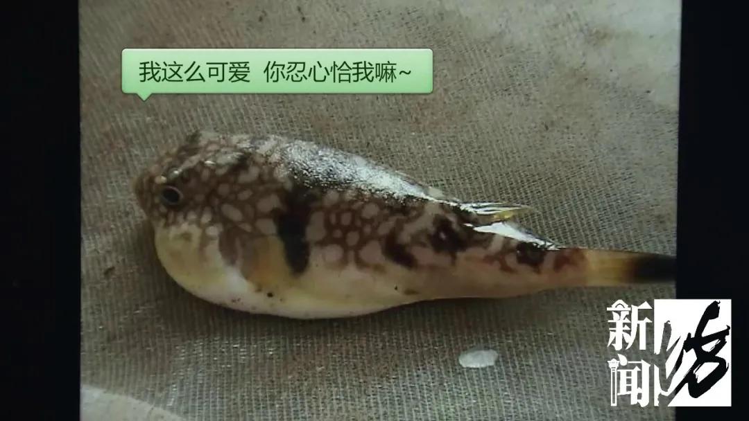 男子吃了这种鱼后中毒,不谨慎吃了剧毒章鱼的人