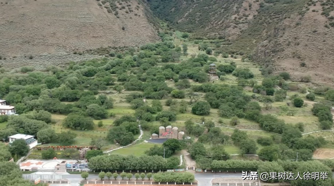 要想种好桃，了解桃的生物学特性是关键，有哪些特性呢