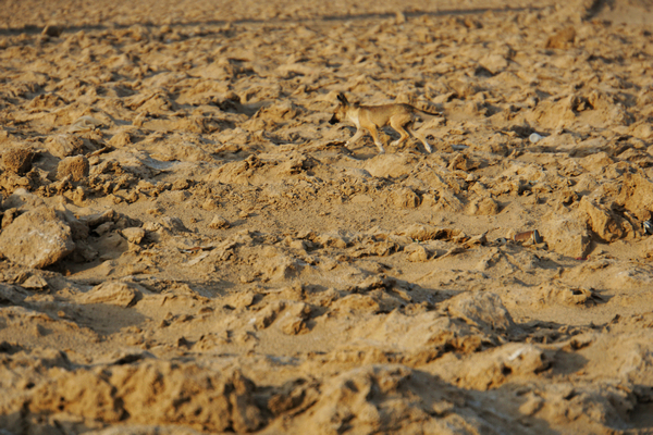 国外野生斑鸠窝图片,最简单斑鸠窝