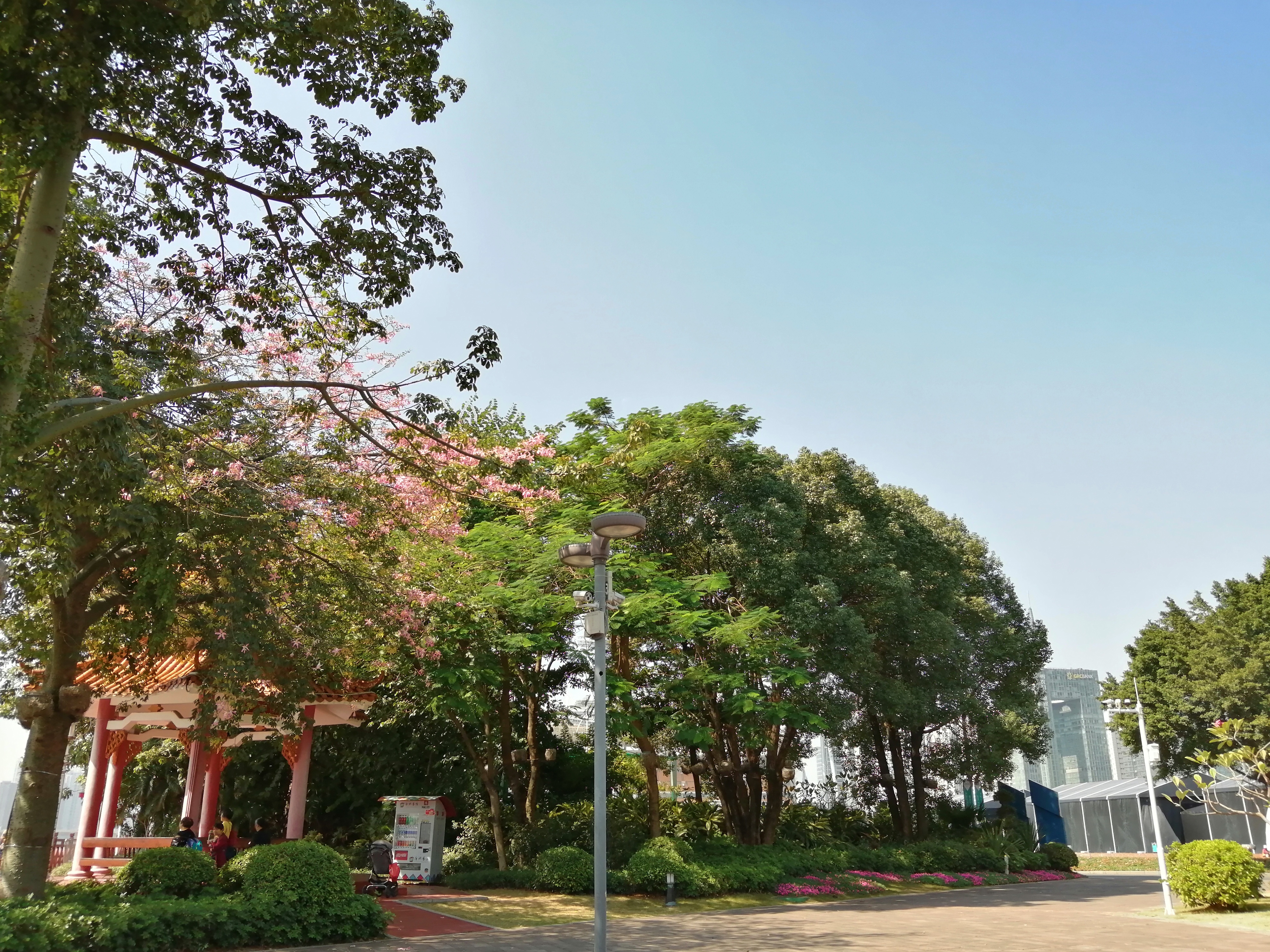 广州海心沙亚运公园广州塔格桑花,游广州海心沙公园