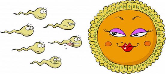 排卵期同房最易怀孕？如果这些地方出了问题，你同样难以受孕！