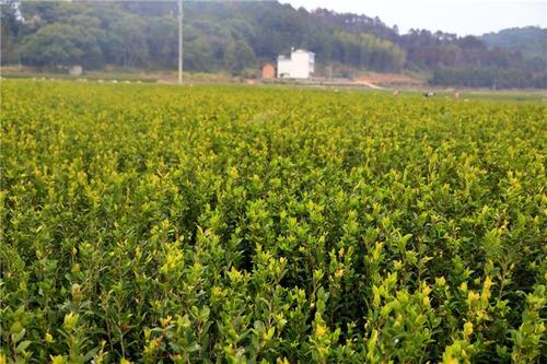 “花果同枝”的油茶树，栽培的方法是什么，你了解吗？