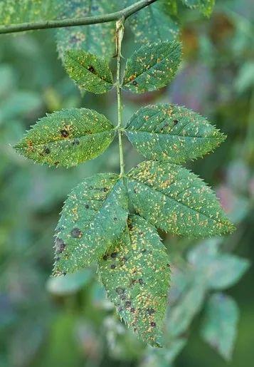 园林植物常见病虫害识别与防治,园林冬季病虫害防治