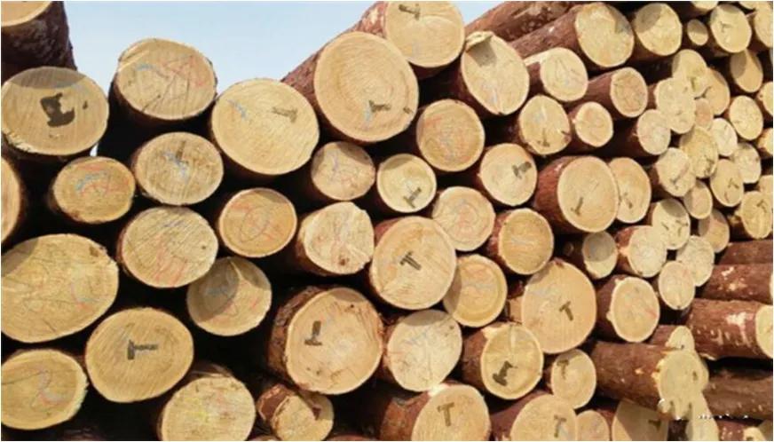 俄罗斯原产地落叶松,俄罗斯红松和落叶松价格