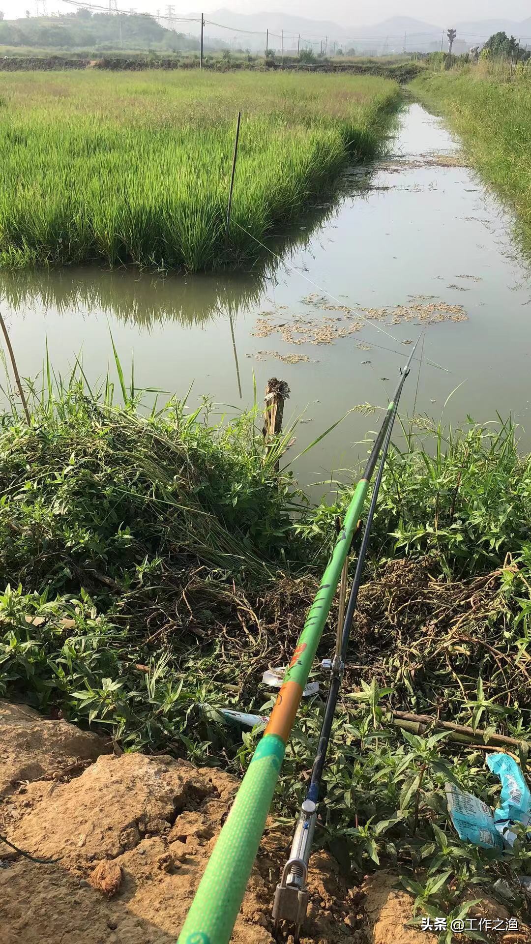 野钓的小鲫鱼能吃吗,尾巴有红线的鲫鱼能吃吗