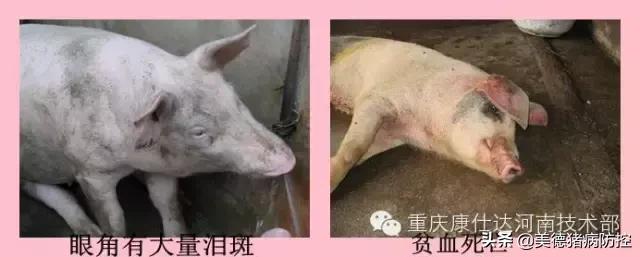 血虫控制方法,血虫怎么消毒最快