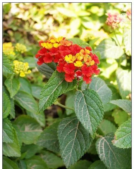 25种常见有毒的花草树木,警惕50种有毒植物