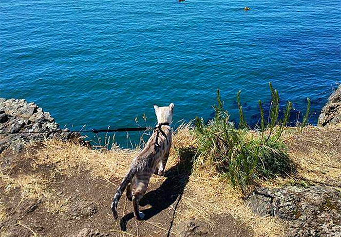 猫咪走丢了最有效的寻找方法,寻找走丢的猫猫