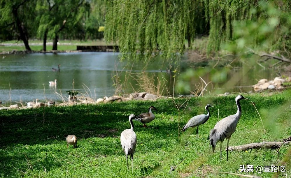 北京新发地前身,新发地历史