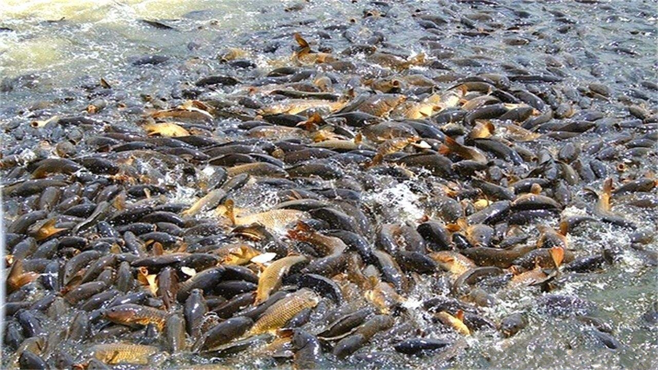 “蛇头鱼”在美国成灾成灾，花费8亿美元治理，甚至不惜抽干湖水